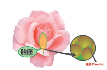 Ginza Tomato Экстракт плаценты розы в желе